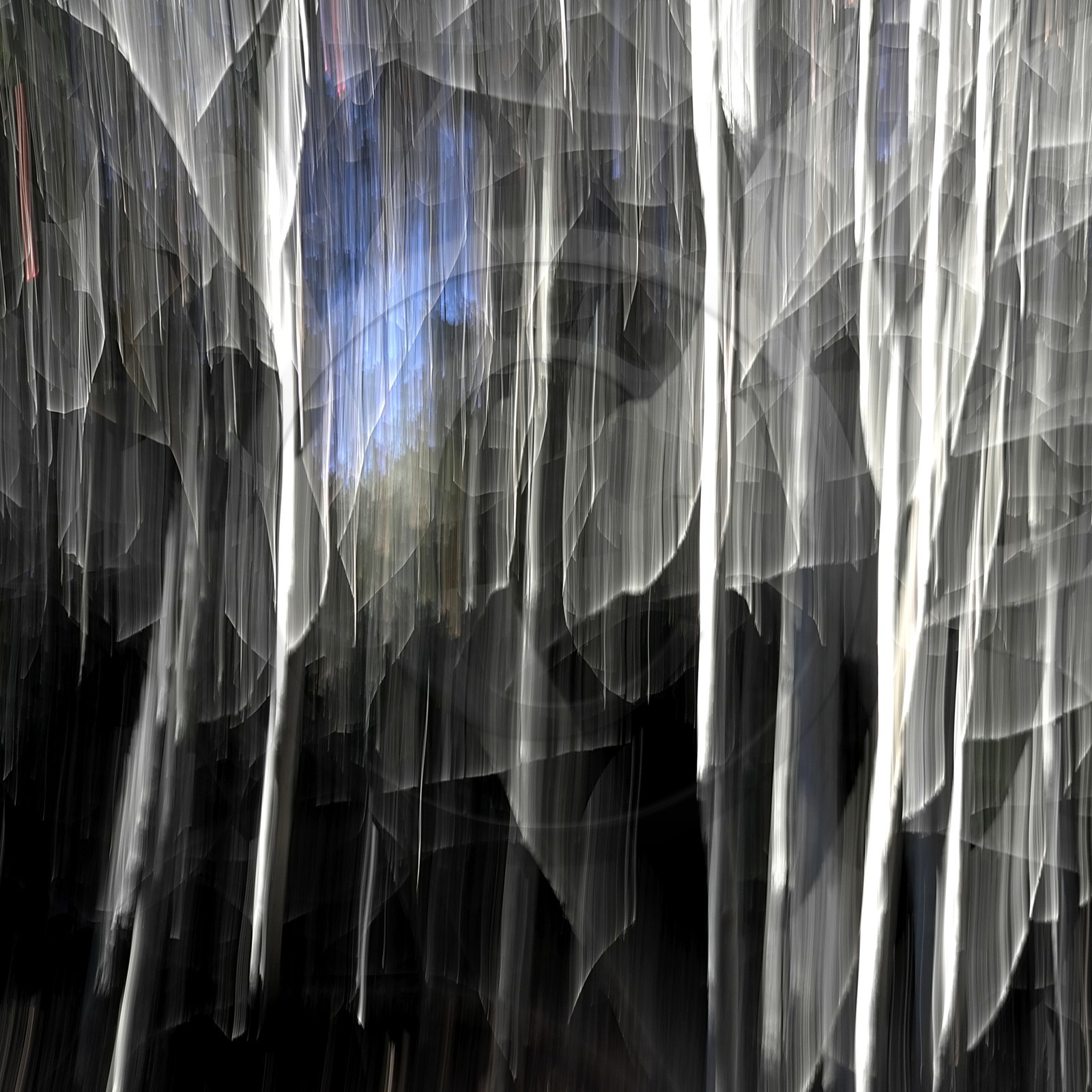 Le Pays des Arbres Flous