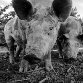 Elevage biologique de cochons en plein air