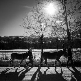 Les ânes dans la neige
