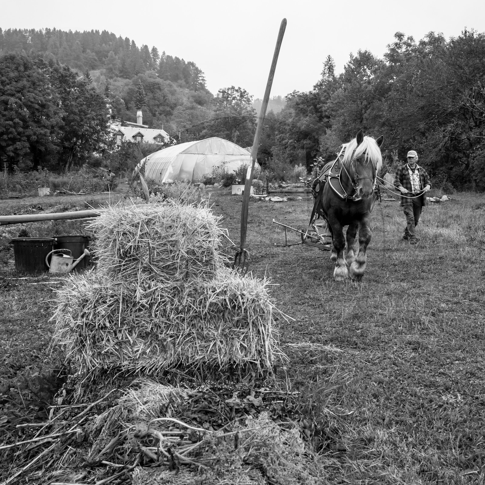 La récolte des pommes de terre avec un cheval