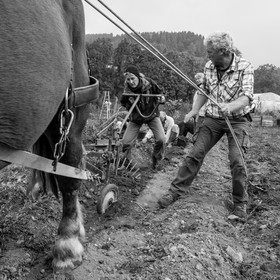 La récolte des pommes de terre avec un cheval
