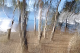 Le Pays des Arbres Flous