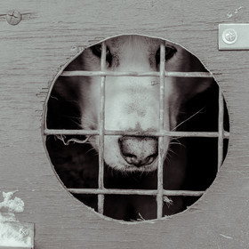 La Valgaude Traineau 2015