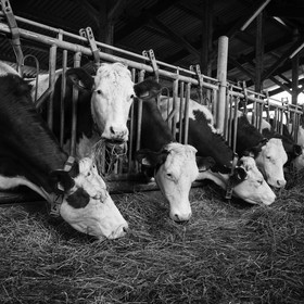 Les soins aux vaches