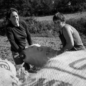 La récolte des pommes de terre