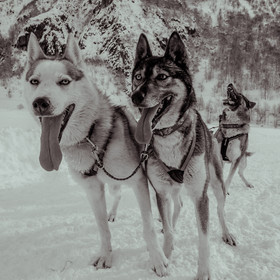 La Valgaude Traineau 2015