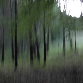 Le Pays des Arbres Flous