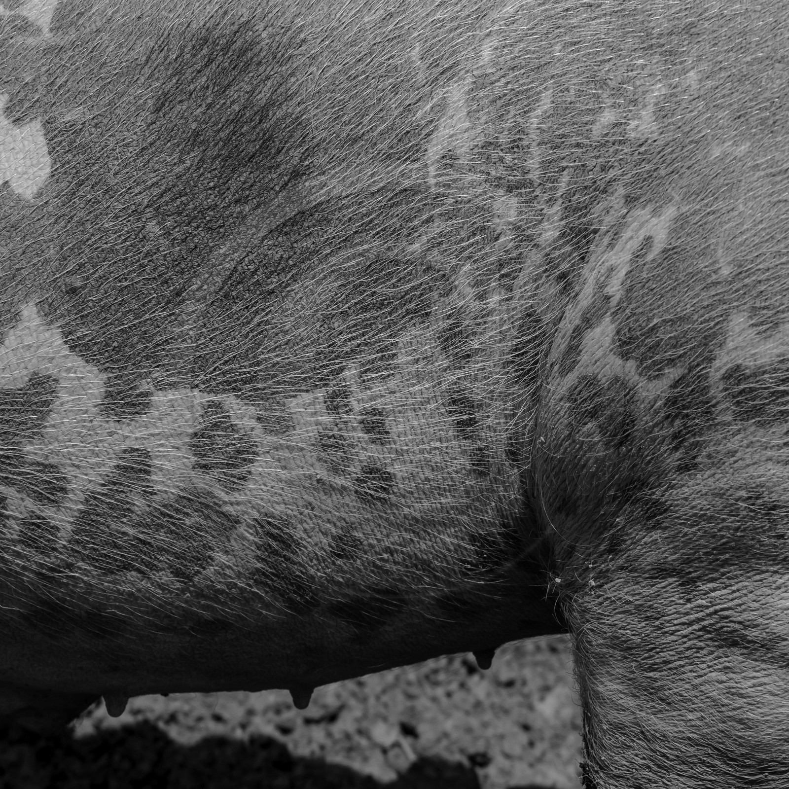 Elevage biologique de cochons en plein air