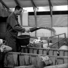 Elevage brebis laitières