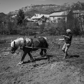 Labour avec un cheval