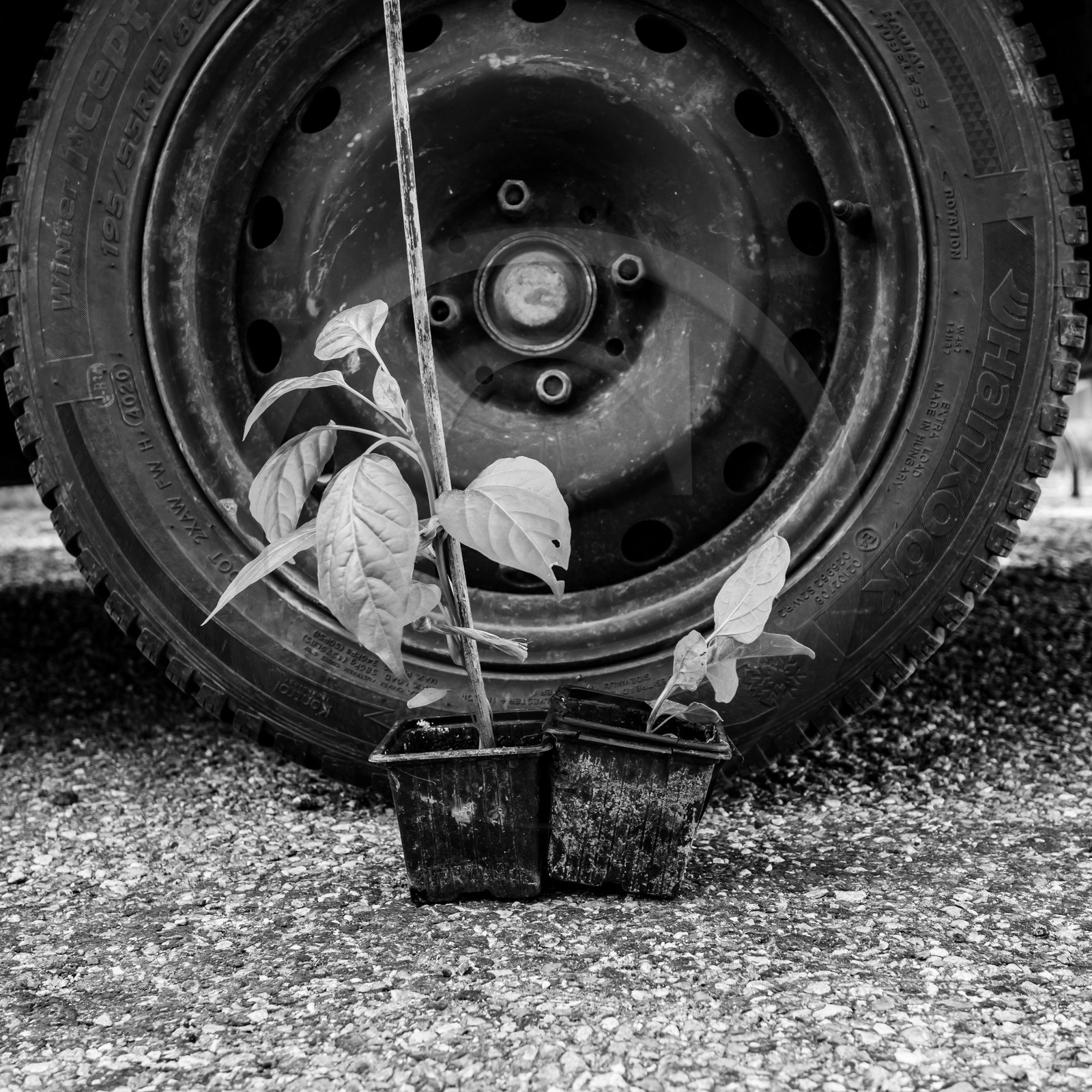 06 juin 2021 : Vide-Jardin et peinture végétale