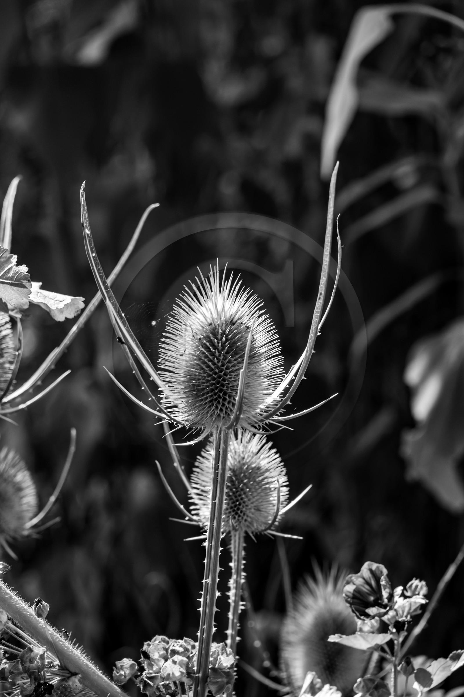 23 aout 2024 : Journée des aidants, aidés et anciens aidants