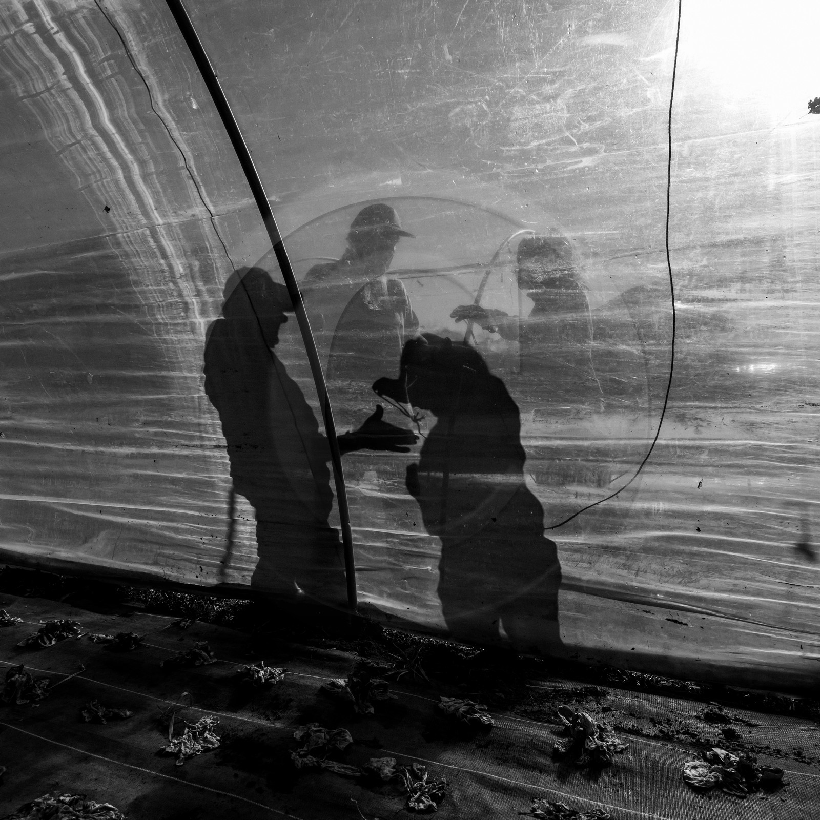 Montage de serres tunnel