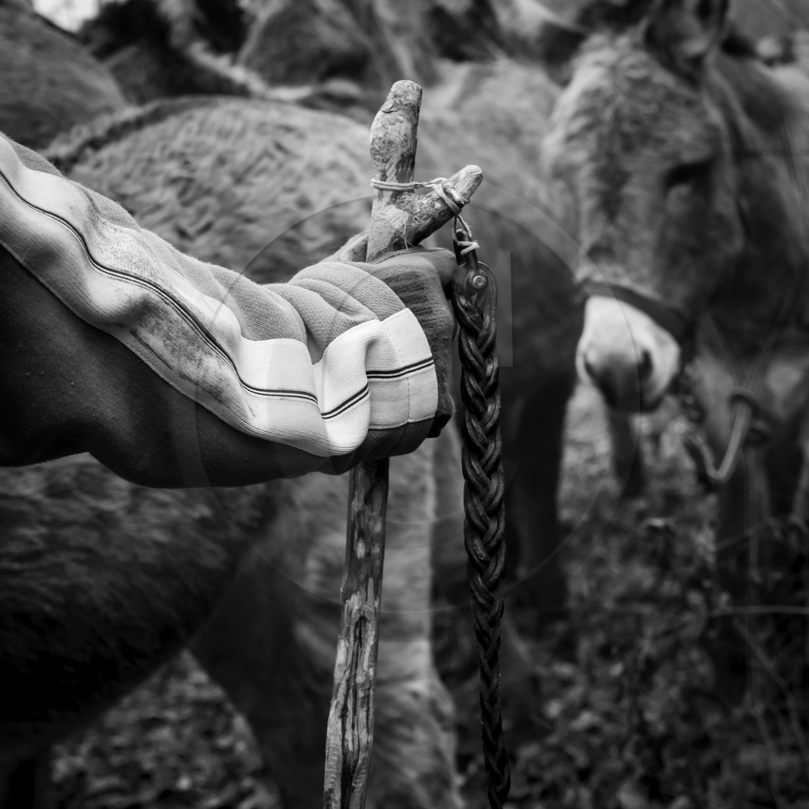 La transhumance des ânes