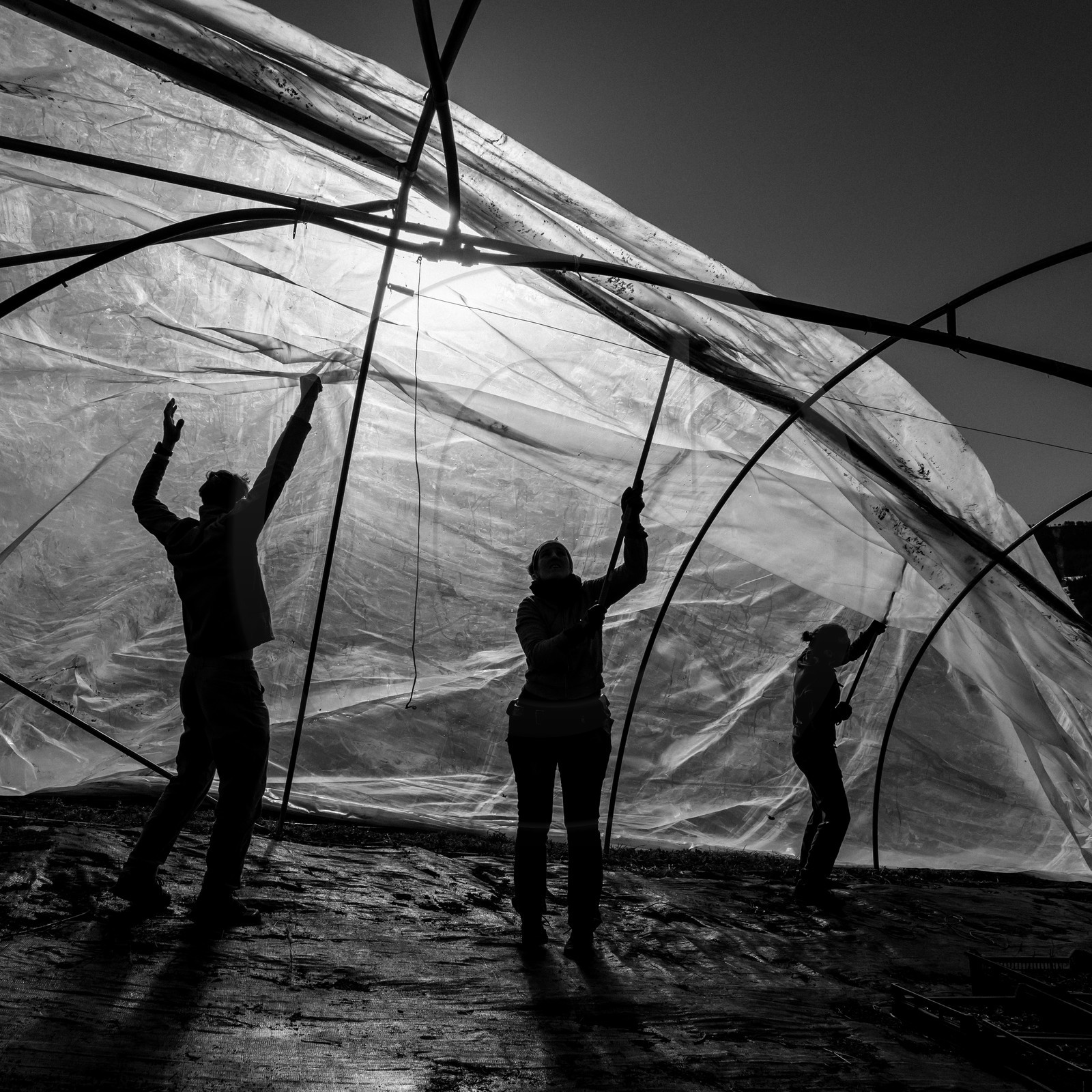 Montage de serres tunnel