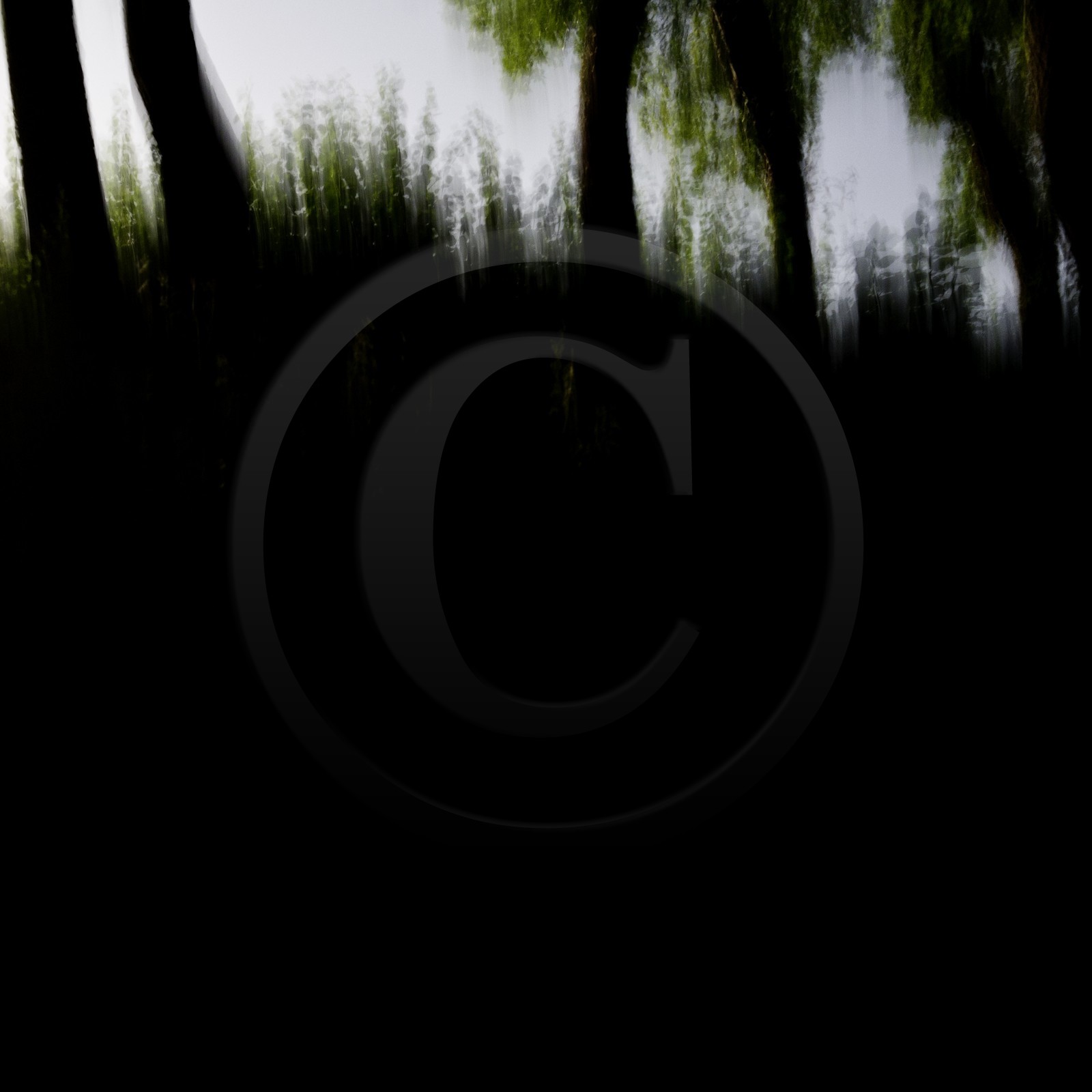 Le Pays des Arbres Flous