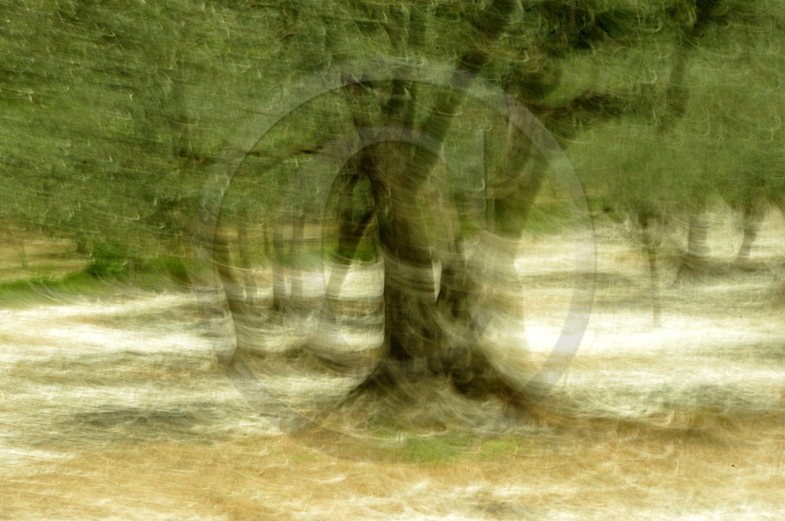 Le Pays des Arbres Flous