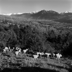 Des moutons et des parcs