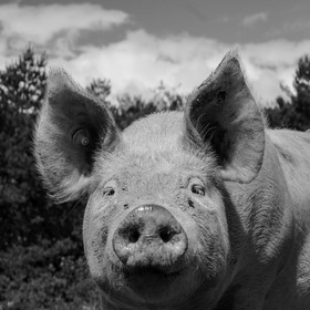 Elevage biologique de cochons en plein air