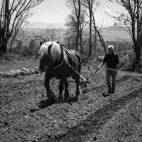 Labour avec un cheval