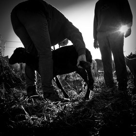 La tonte des moutons