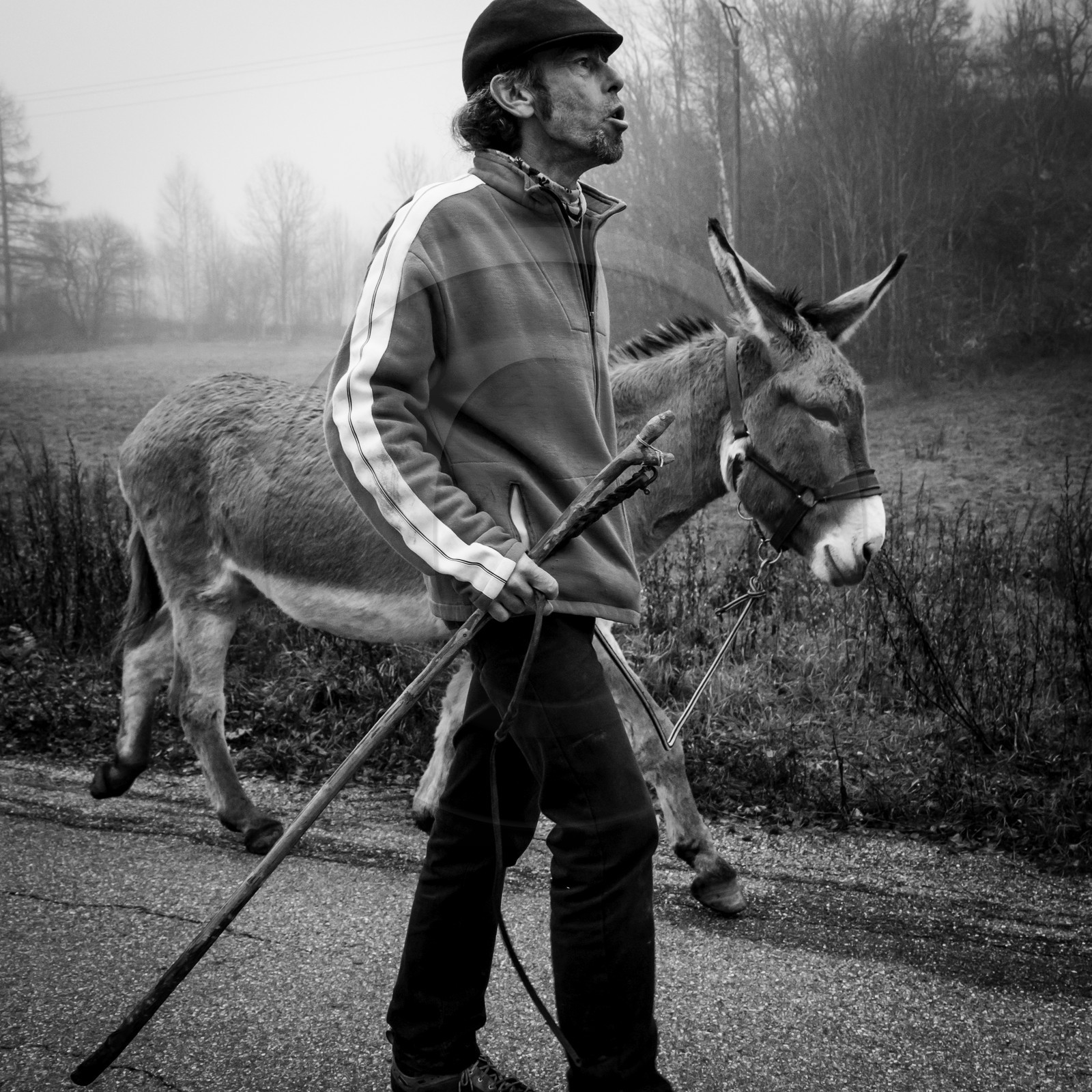 La transhumance des ânes