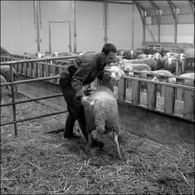 Elevage brebis laitières