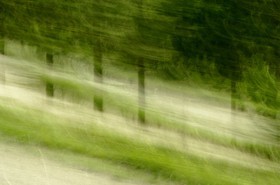 Le Pays des Arbres Flous