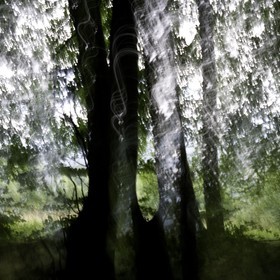 Le Pays des Arbres Flous