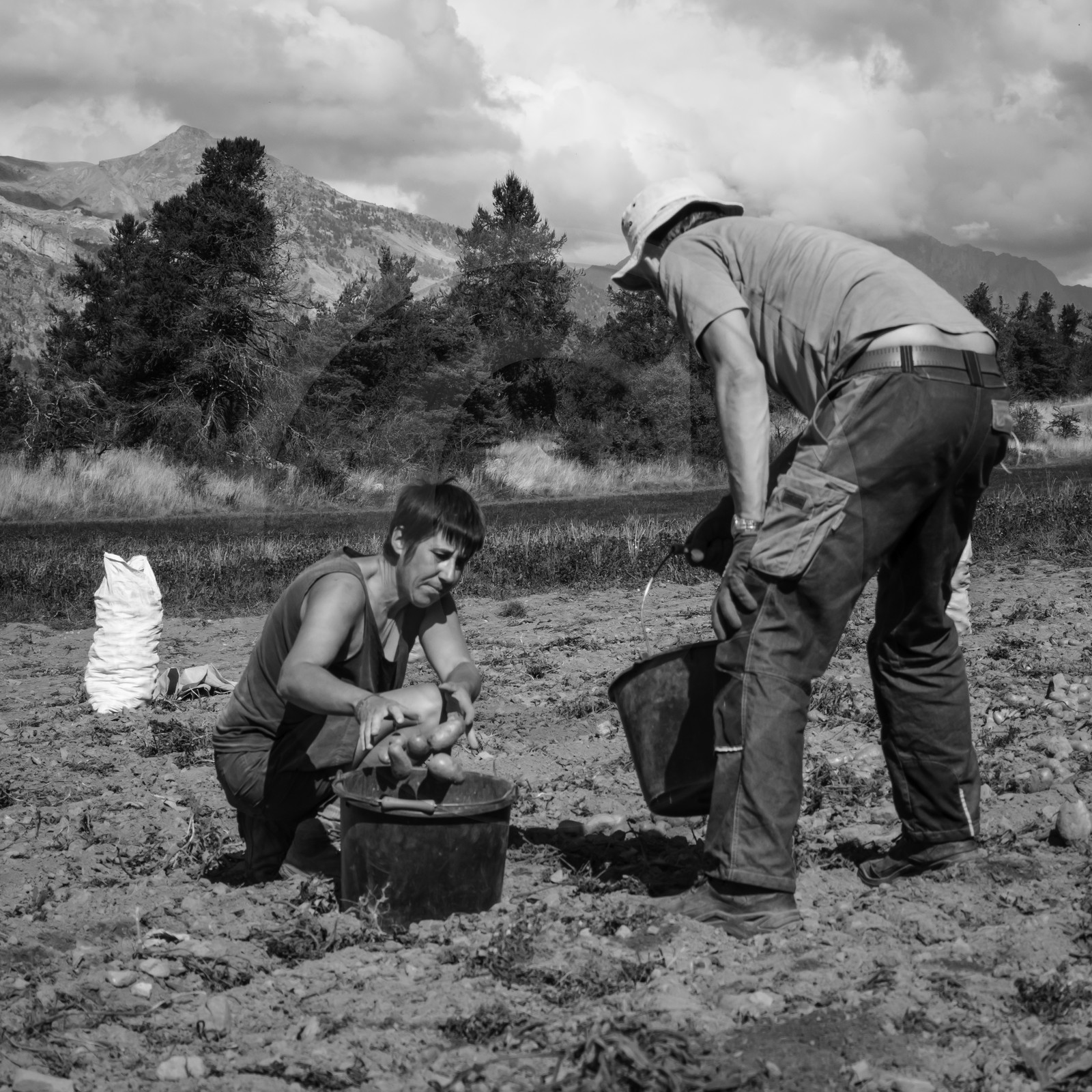 La récolte des pommes de terre