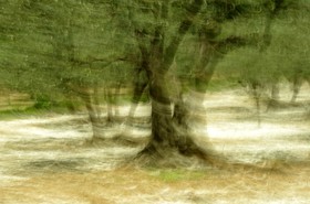 Le Pays des Arbres Flous