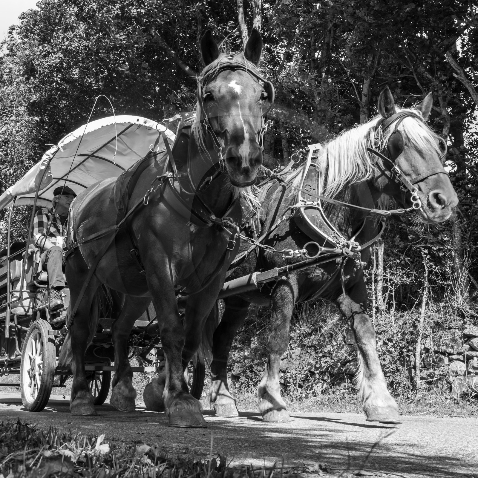 25 septembre 2019 : Promenade en calèche