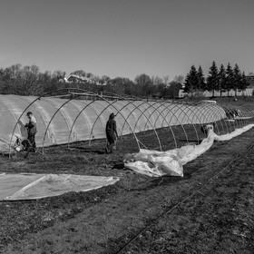 Montage de serres tunnel