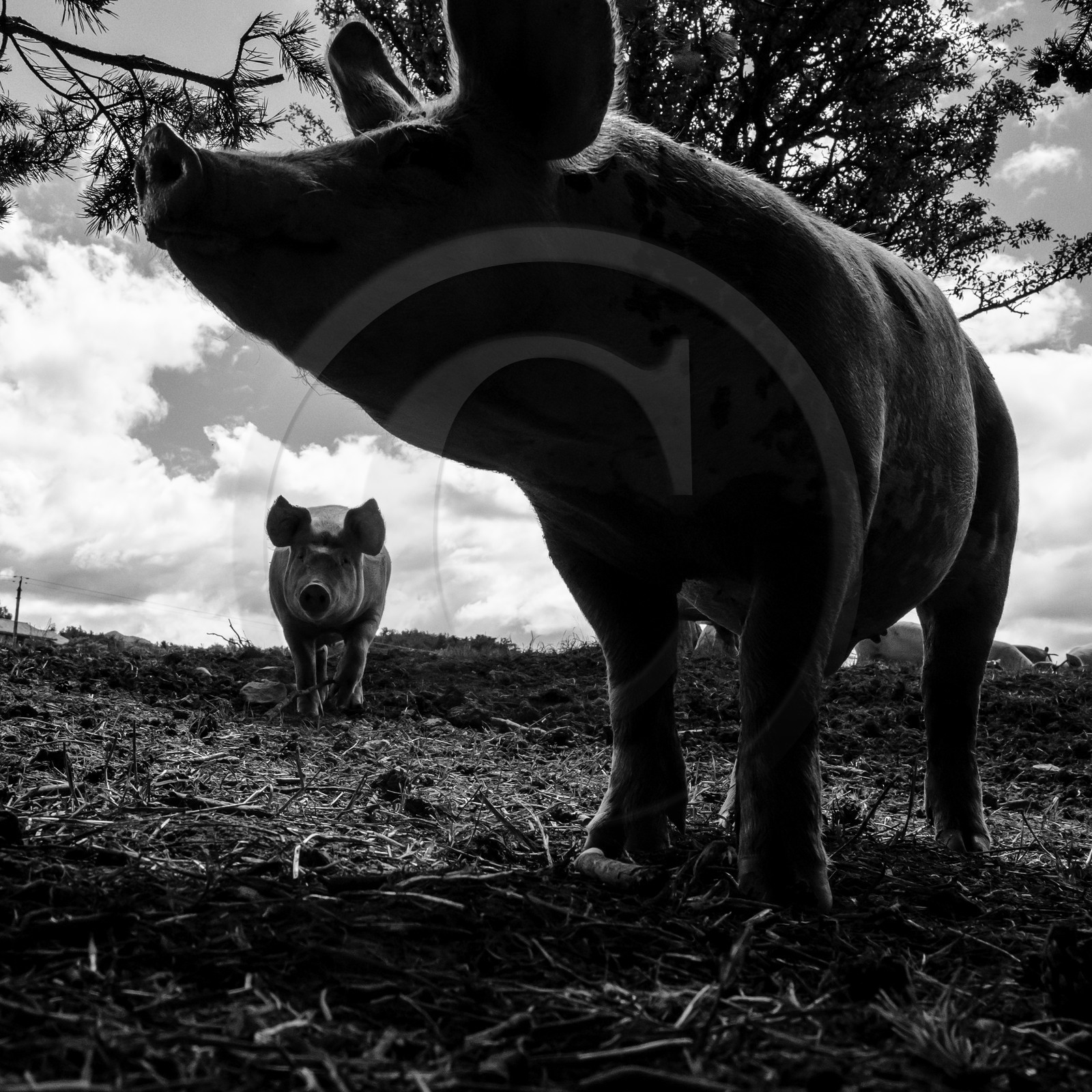 Elevage biologique de cochons en plein air