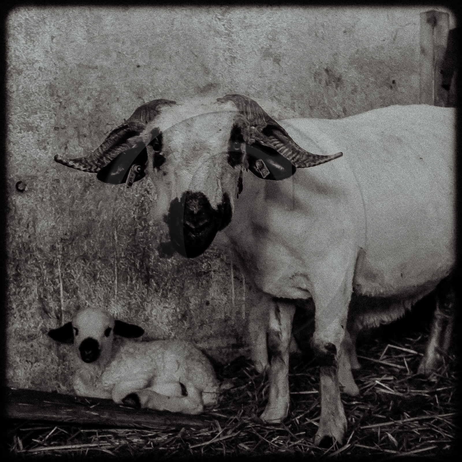 Portraits des animaux de la ferme