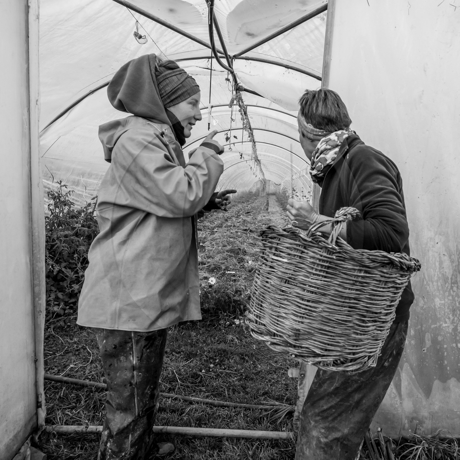 Maraichage biologique dans le Champsaur