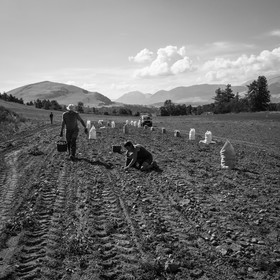 La récolte des pommes de terre