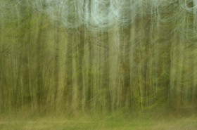 Le Pays des Arbres Flous