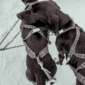 La Valgaude Traineau 2015