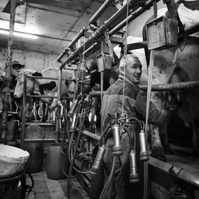 La traite des vaches