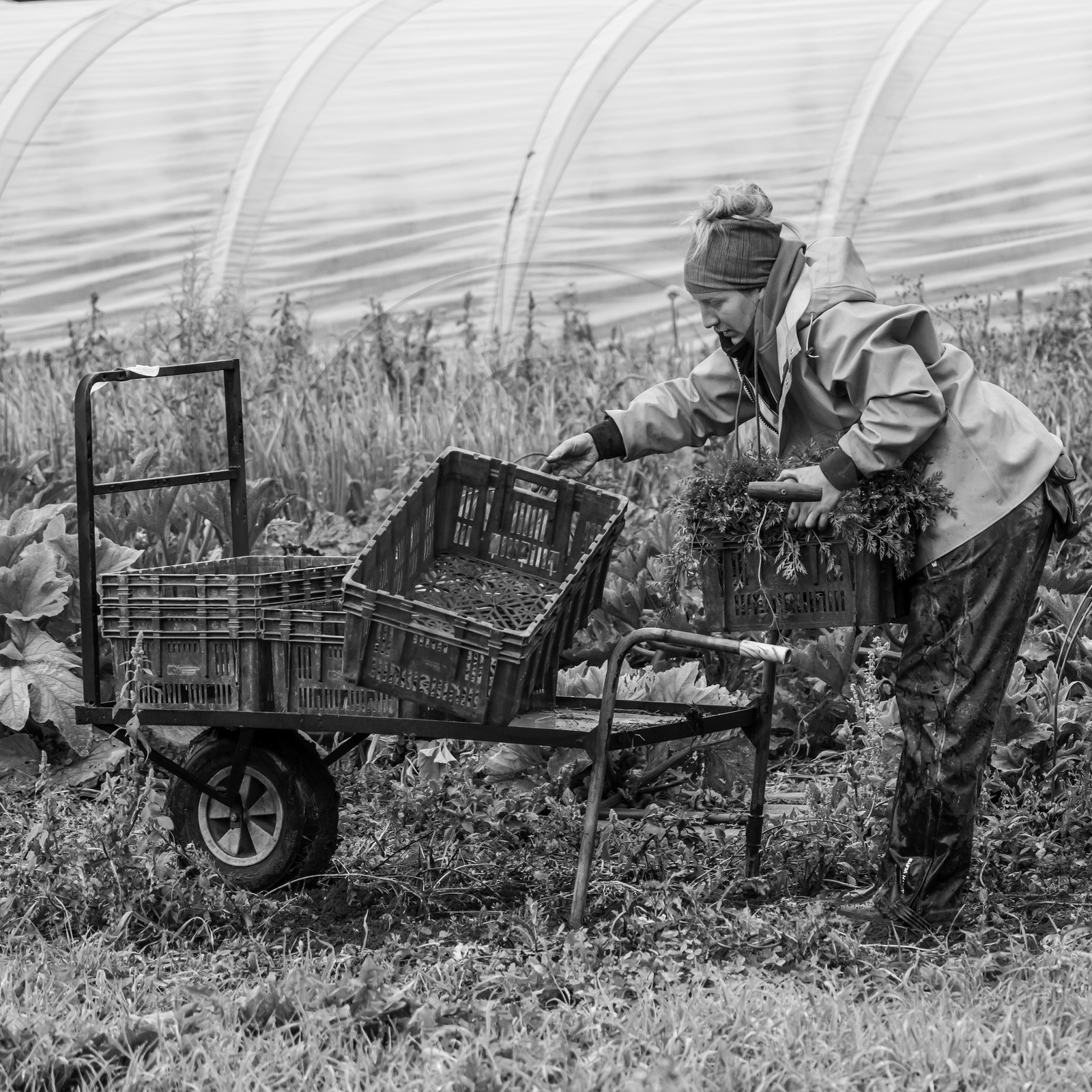 Maraichage biologique dans le Champsaur