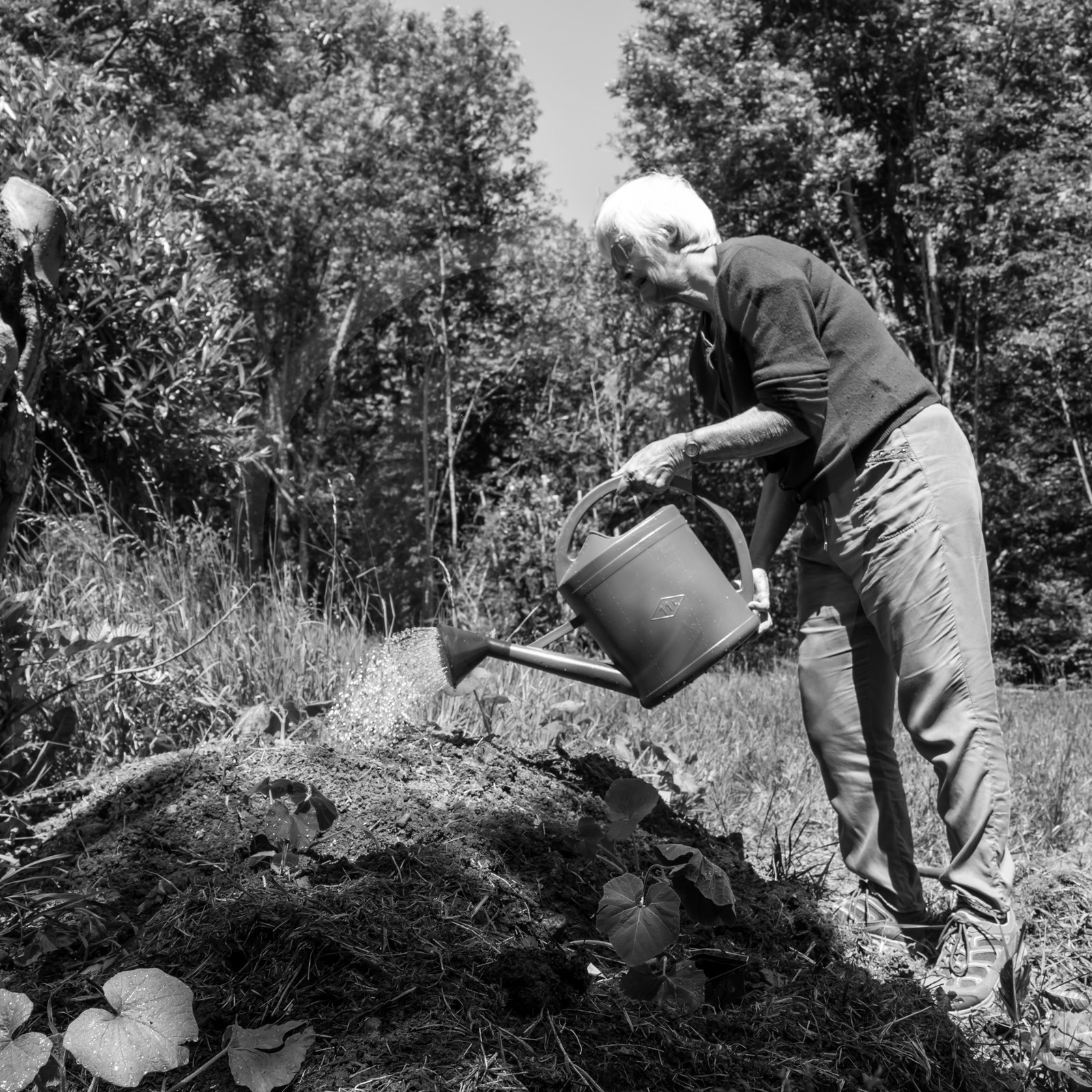 07 juin 2017 - Plantation - Haie - Réunion
