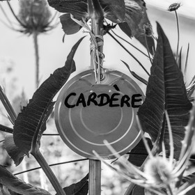 16 juillet 2025 : Les Triplettes