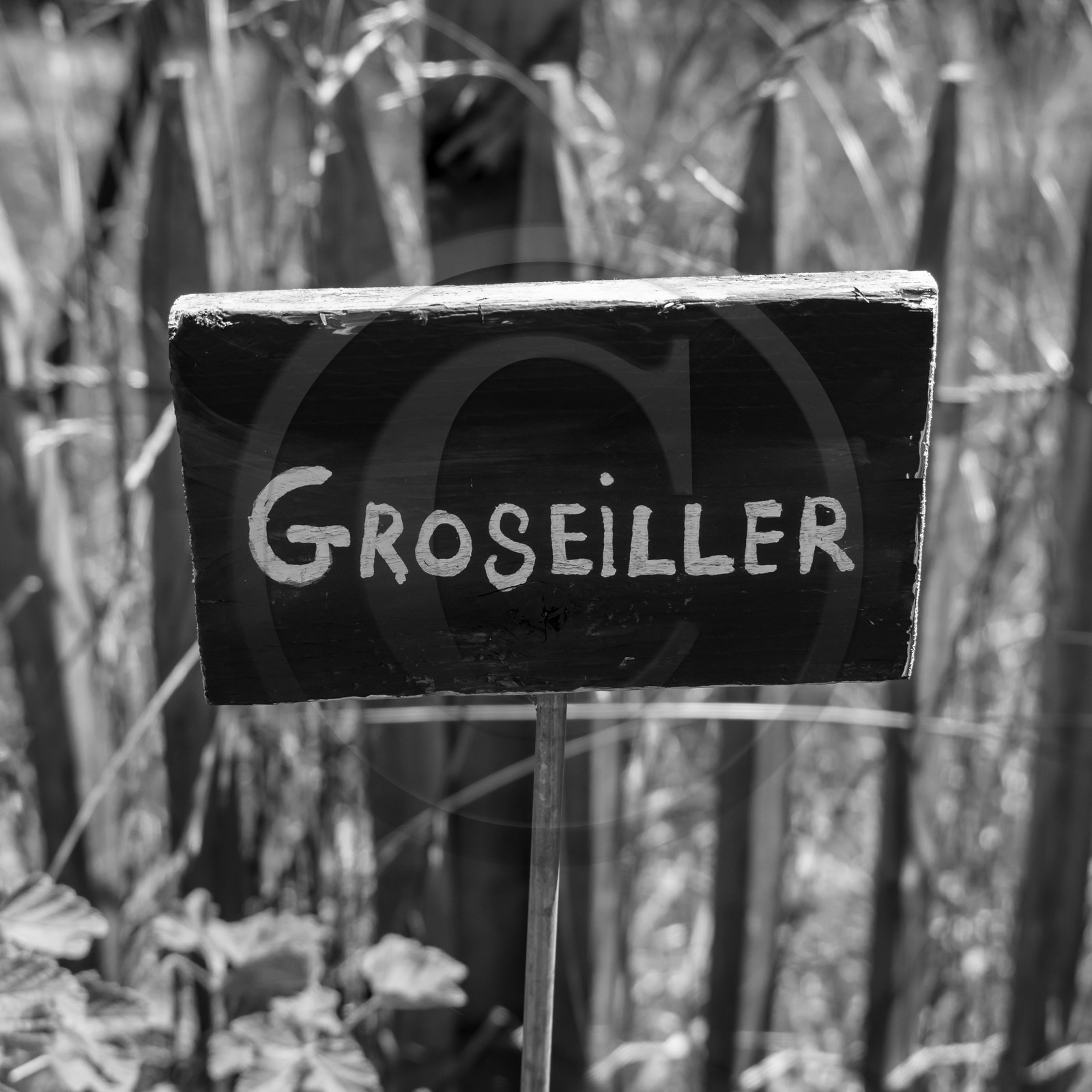 12 juin 2019 : Après-midi au jardin