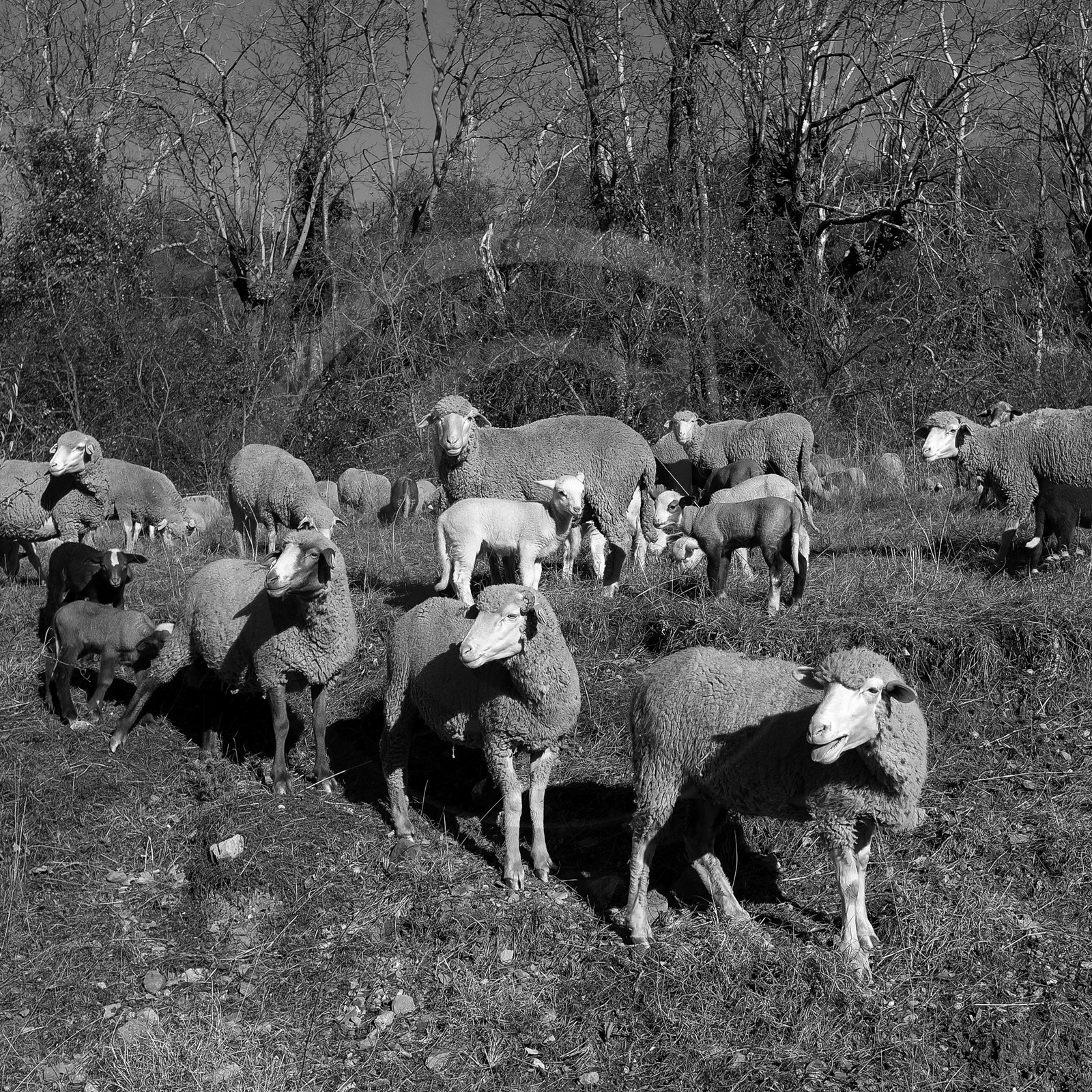 Des moutons et des parcs