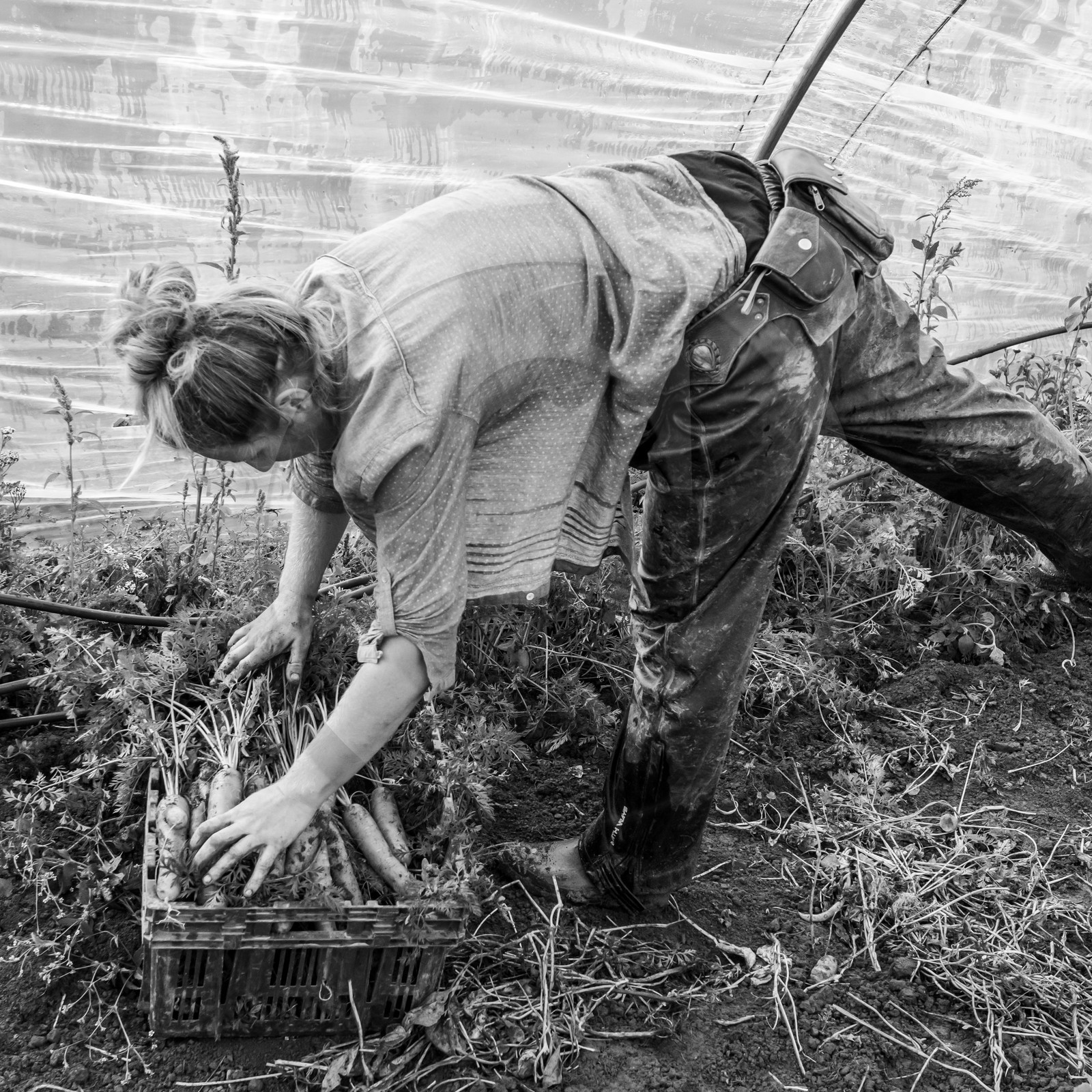 Maraichage biologique dans le Champsaur