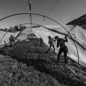 Montage de serres tunnel