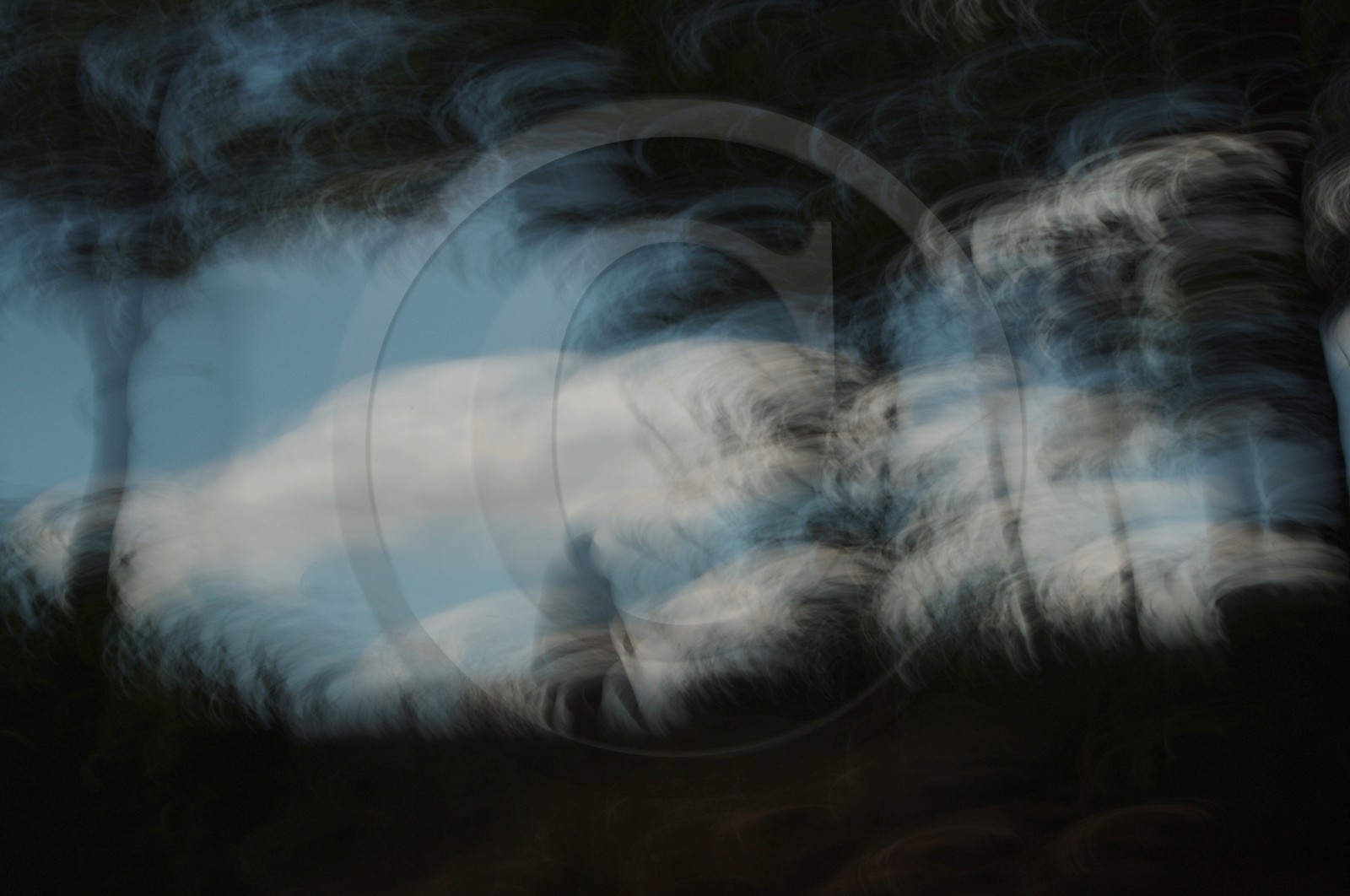 Le Pays des Arbres Flous