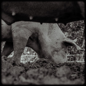 Portraits des animaux de la ferme