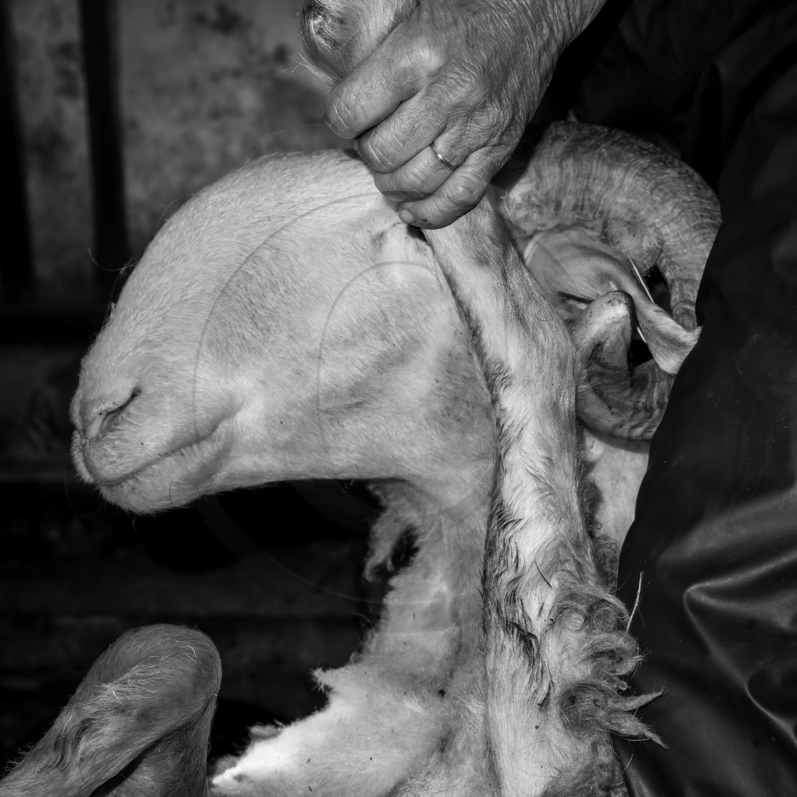 La tonte des moutons